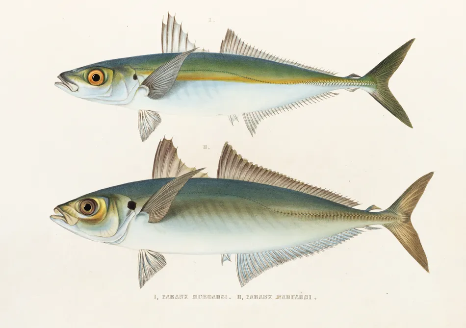 Fauna japonica Pl.071 (1833-1850) by Philipp Franz Balthasar von Siebold